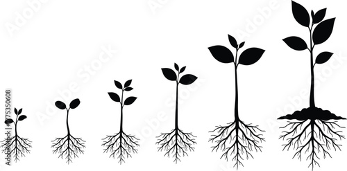 Plant growth stages, black silhouette, root development, seedling to mature plant, biology concept, nature, agriculture, education, soil, timeline