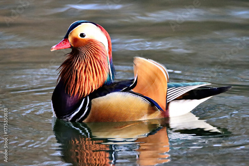 Mandarin Duck