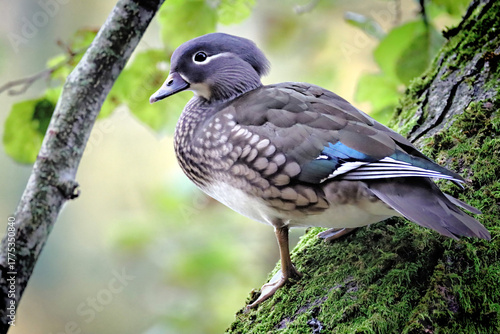 Mandarin Duck Female