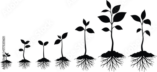 Plant growth stages, seedling to mature plant, root development, soil biology, nature silhouette, botany concept, agriculture, biology, environment, education
