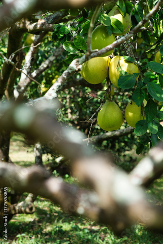 Ostbaum im McBryde Garden & Allerton Garden, Kauai, Hawaii
