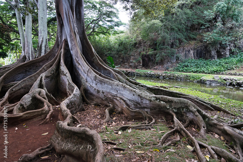 McBryde Garden & Allerton Garden Hawaii