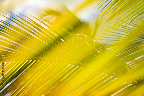 Wallpaper Mural Palmwedel in Bewegung mit Sonnenschein, Hawaii Torontodigital.ca