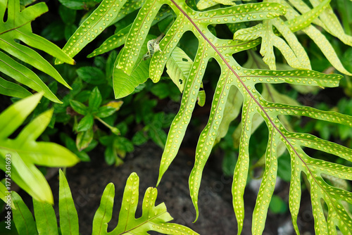 Wallpaper Mural Farnblatt mit Sporen, Hawaii Torontodigital.ca