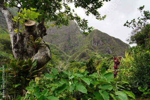 Wallpaper Mural Tropische Natur im Iao Valley State Monument, Maui, Hawaii Torontodigital.ca