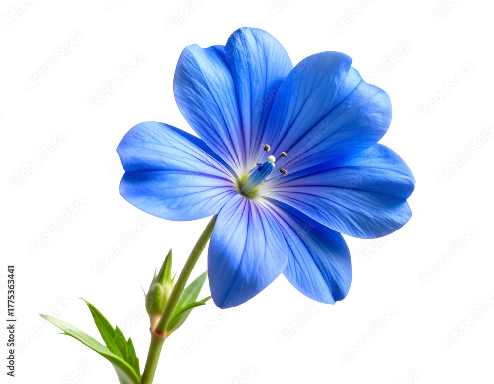 Fototapeta premium A beautiful blue blossom attached to a short green stem with a few leaves, viewed from a slight side angle, soft depth of field for a photographic look, isolated on a transparent white background.