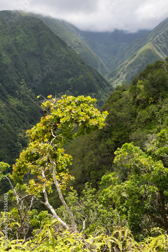 Wallpaper Mural Waihee Ridge Trail, Maui, Hawaii Torontodigital.ca