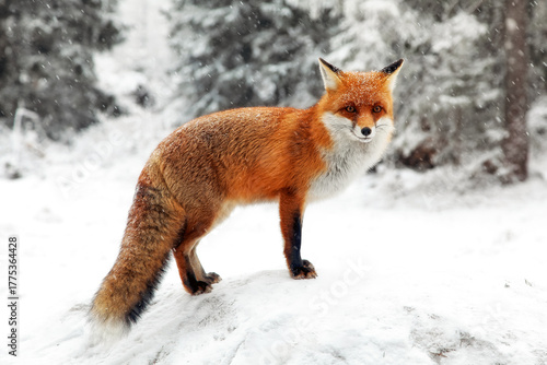 Red fox standing on snowy ground in winter forest with falling snow at High Tatras mountains in Slovakia, wildlife nature scene in cold season