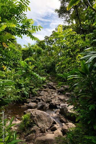 Wallpaper Mural Waimoku Falls Trail, Hawaii Torontodigital.ca