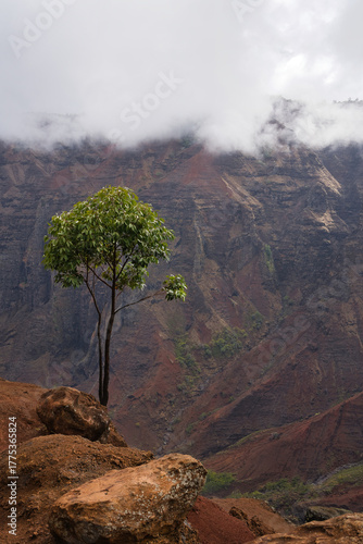 Wallpaper Mural Wanderung im Waimea Canyon, Kauai, Hawaii Torontodigital.ca