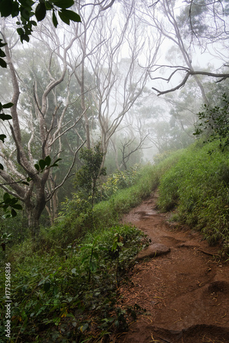 Wallpaper Mural Wanderung im Nationalpark Waimea Canyon, Kauai, Hawaii Torontodigital.ca