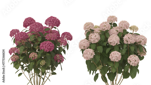 Two Hydrangea Bushes with Pink and Light Pink Flowers on White Background plant floral isolated on a transparent background