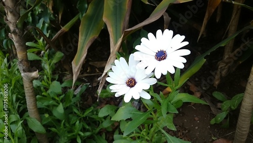 white flowers in the garden