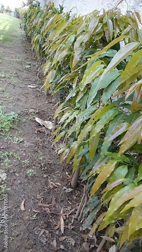 green Asoka trees line in the garden