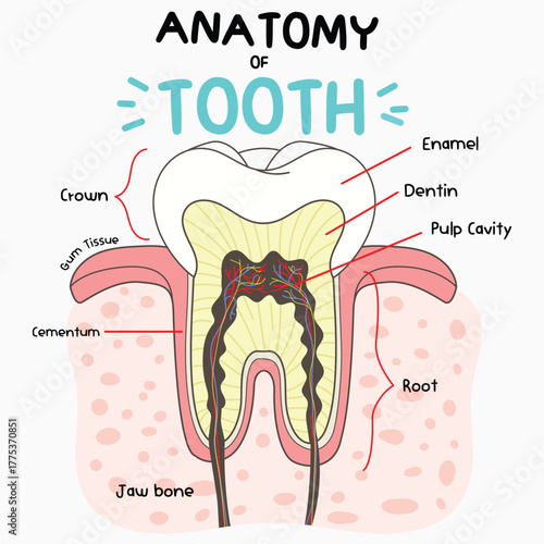 Anatomy of a tooth. Tooth has a crown and root.
