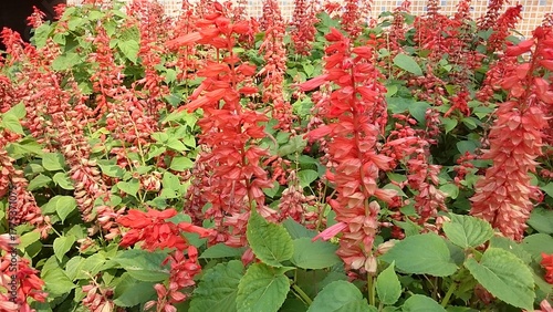 red flowers in garden