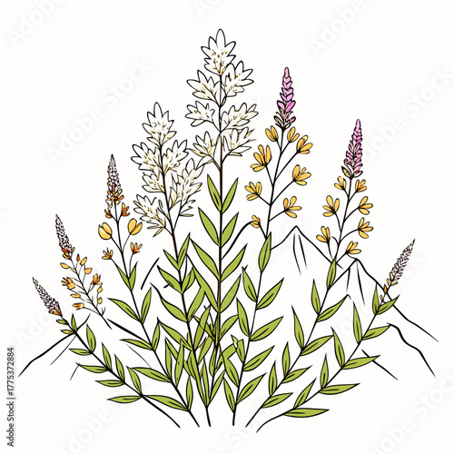 heather mountain white heather mountain white flower on white background