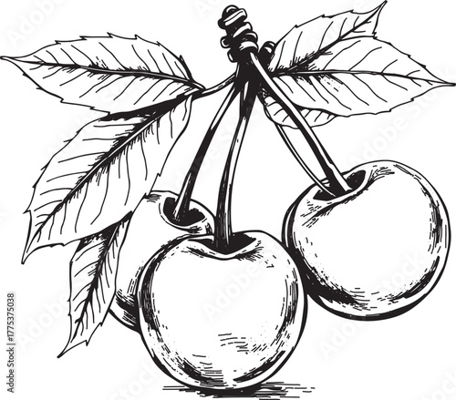 hand drawn vector illustration of cherry delicious fruit