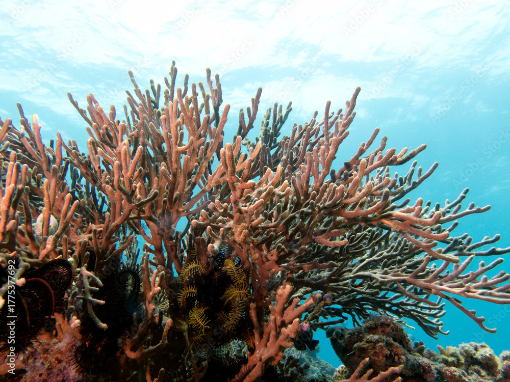 Obraz premium Rumphella Aggregata coral in a shallow reef Boracay Island Philippines