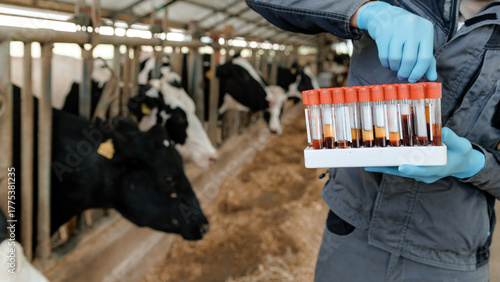 Veterinarian analyzing blood samples from dairy cows in farm barn. Concept analysis monitoring health on livestock cattle vs virus