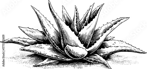 Aloe vera leaf cluster in vintage engraving style silhouette for botanical design