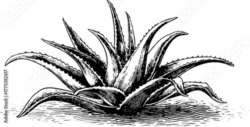 Aloe vera leaf cluster in vintage engraving style for botanical design