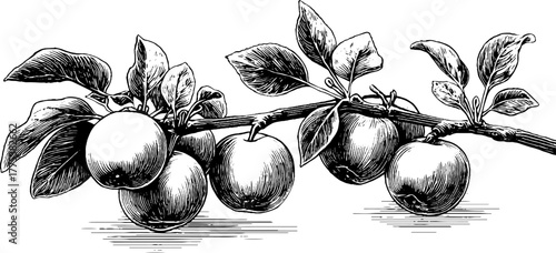 Apple branch with fruits and leaves in vintage engraving style for design and decor