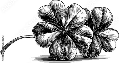 Vintage three-lobed clover leaf illustration in engraving style