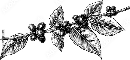 Vintage coffee branch with beans and leaves in engraving style for retro design