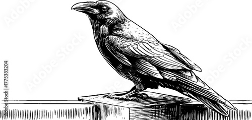 Vintage crow perched with head turned in engraving style design for art prints