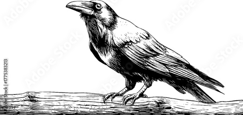 Vintage crow perched on branch with head turned in engraving style design