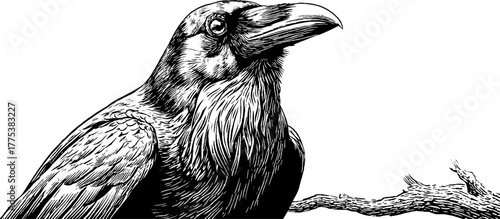 Vintage engraving of a crow perched with head turned