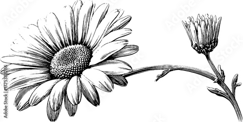 Vintage daisy flower with thin stem and open petals sketch for design