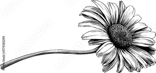 Vintage daisy flower with thin stem and open petals engraving for retro design