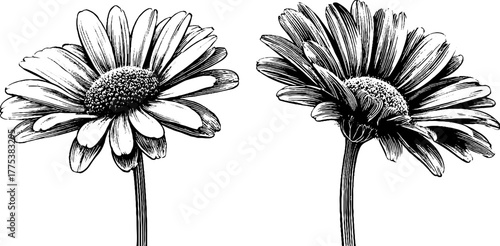 Vintage daisy flower pair with thin stems and open petals for retro design
