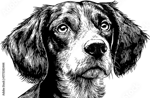 Vintage dog head portrait in black and white engraving style for retro design