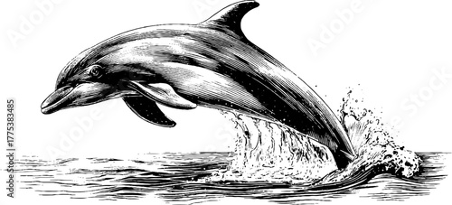 Dolphin jumping out of water in vintage engraving style for marine-themed design