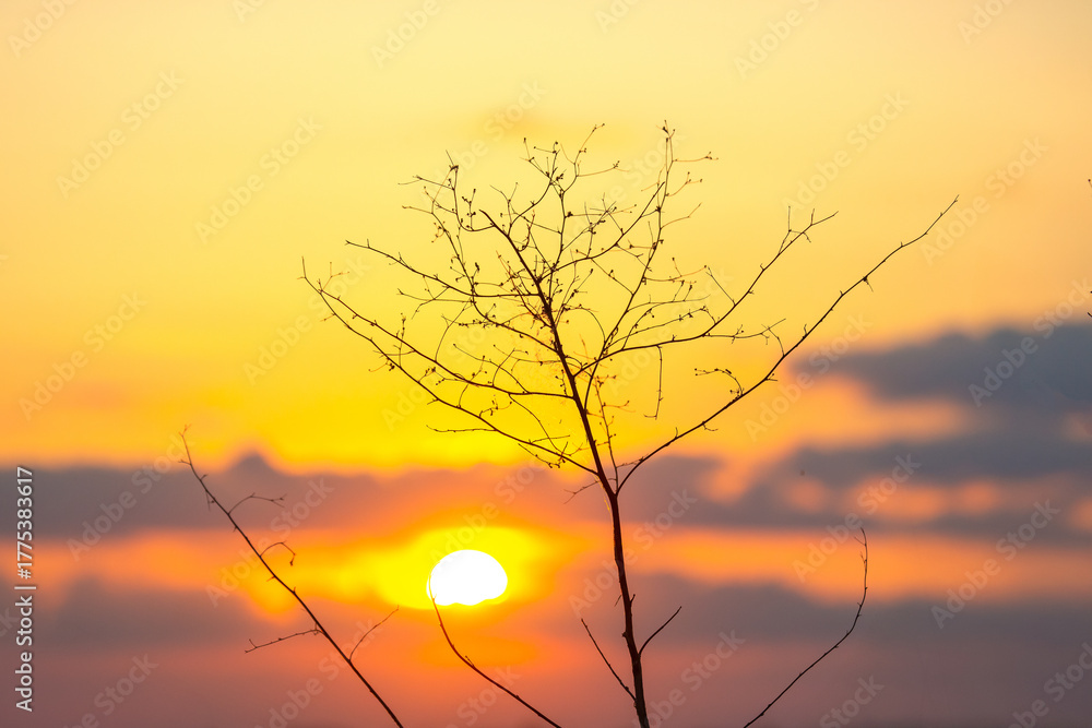 Obraz premium Beautiful sunset behind barren tree branches in tranquil evening sky