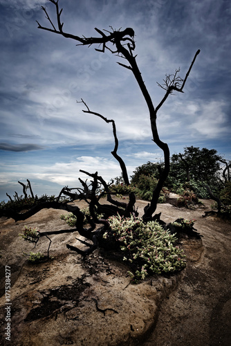 Charred tree dominating the sky of Kawah Ijen