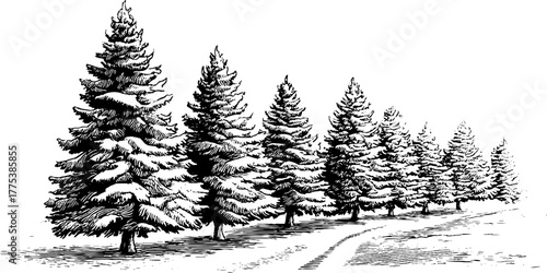 Vintage engraving of snow-laden pine trees along a narrow path