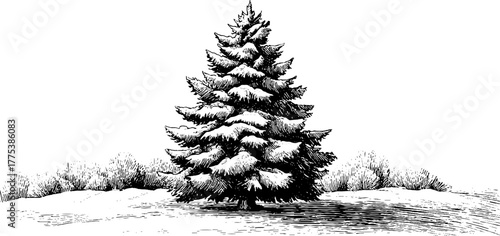 Vintage snow-covered pine tree silhouette for winter design and holiday decor