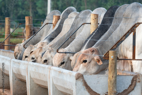 Confinamento bovino