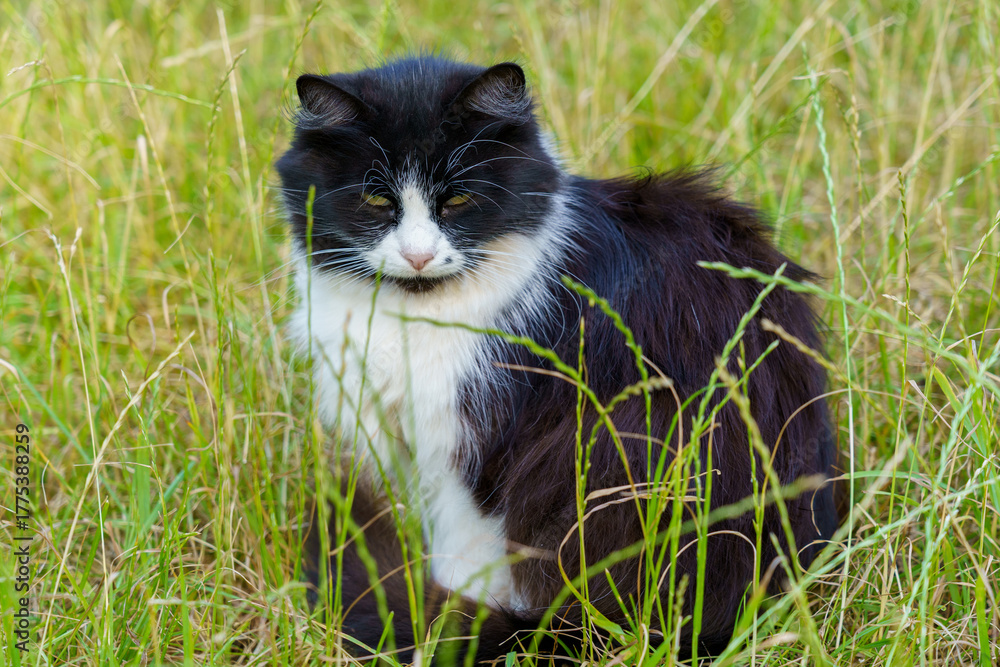 Fototapeta premium Black and white cat resting in tall grass on a sunny day in the countryside