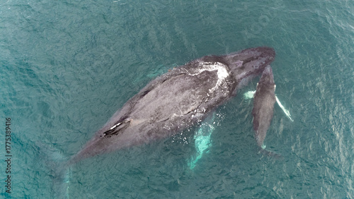 close up humpback whales in the ocean