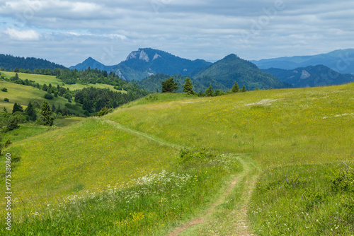Wallpaper Mural Winding dirt path leading through green hills in Slovakia Torontodigital.ca