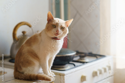 Cat sitting on kitchen counter in cozy home during daylight hours