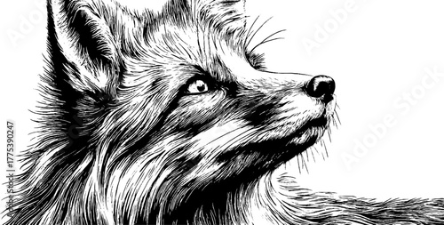 Vintage fox portrait looking sideways in engraving style design for art decor