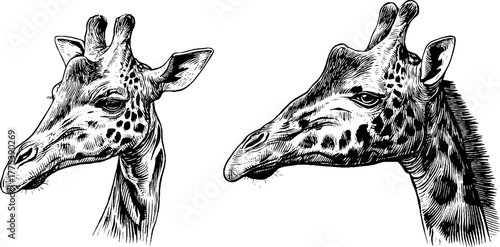 Vintage giraffe head and neck in engraving style for retro design and print