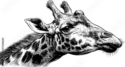 Vintage giraffe head and neck in engraving style silhouette for retro designs