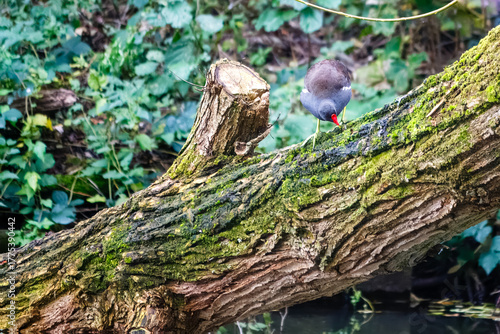 A common moorhen on a branch in Gobions Nature Reserve, England